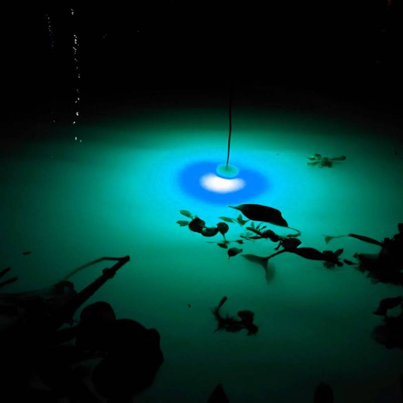 Mini Angeln Attraktion Lampe L – Aquarium Fish Diseases Bewertung und Preis
