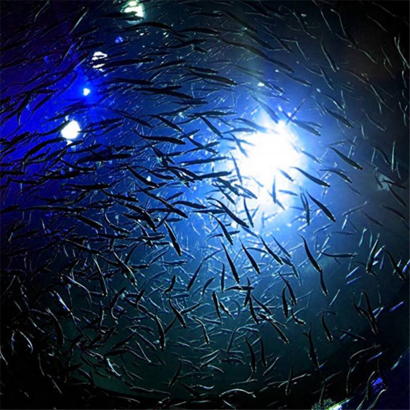 Mini Angeln Attraktion Lampe L – Aquarium Fish Diseases Bewertung und Preis