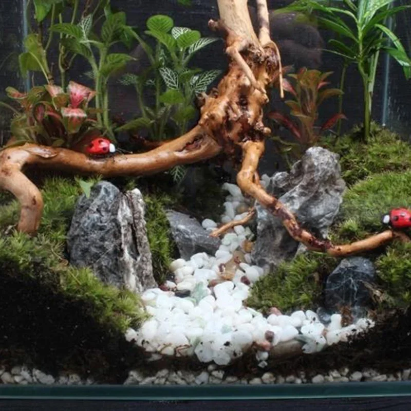 Natürlicher Baumstamm Treibhol – Aquarium Fish Diseases Bewertung und Preis