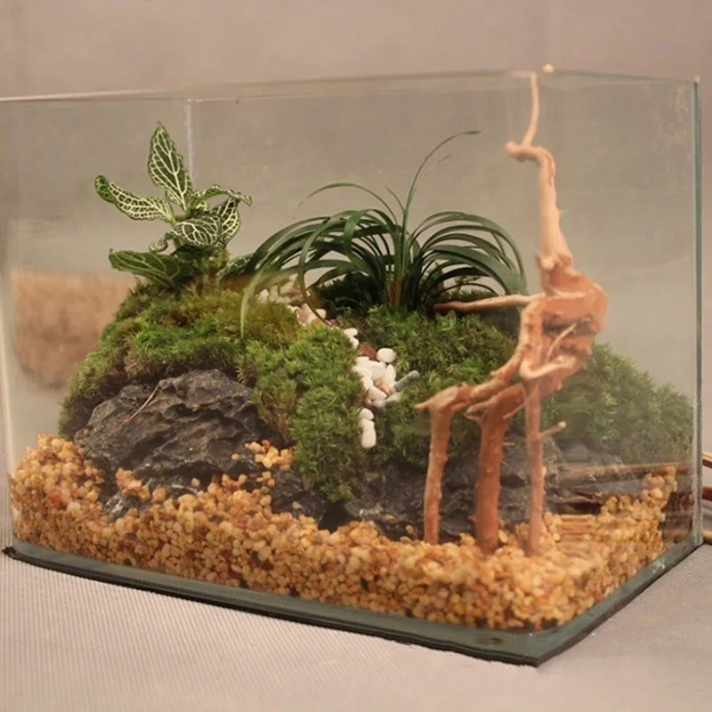 Natürlicher Baumstamm Treibhol – Aquarium Fish Diseases Bewertung und Preis
