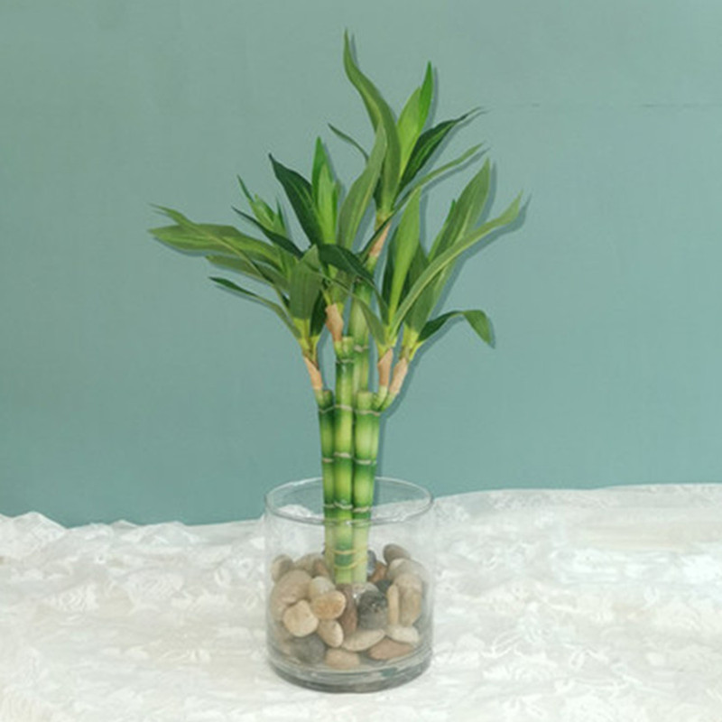 Neue 40 cm rFtificial Lucky Ba – Aquarium Fish Guppy Bewertung und Preis