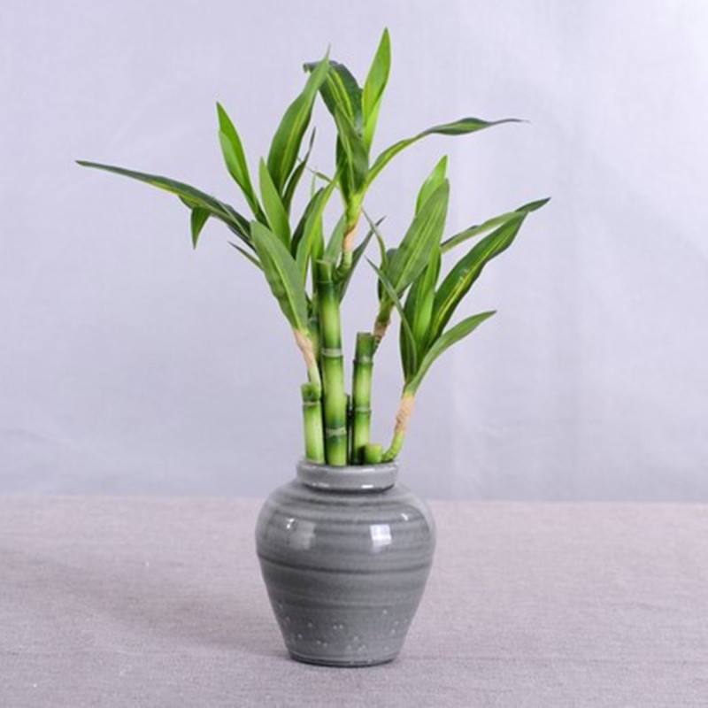Neue 40 cm rFtificial Lucky Ba – Aquarium Fish Guppy Bewertung und Preis