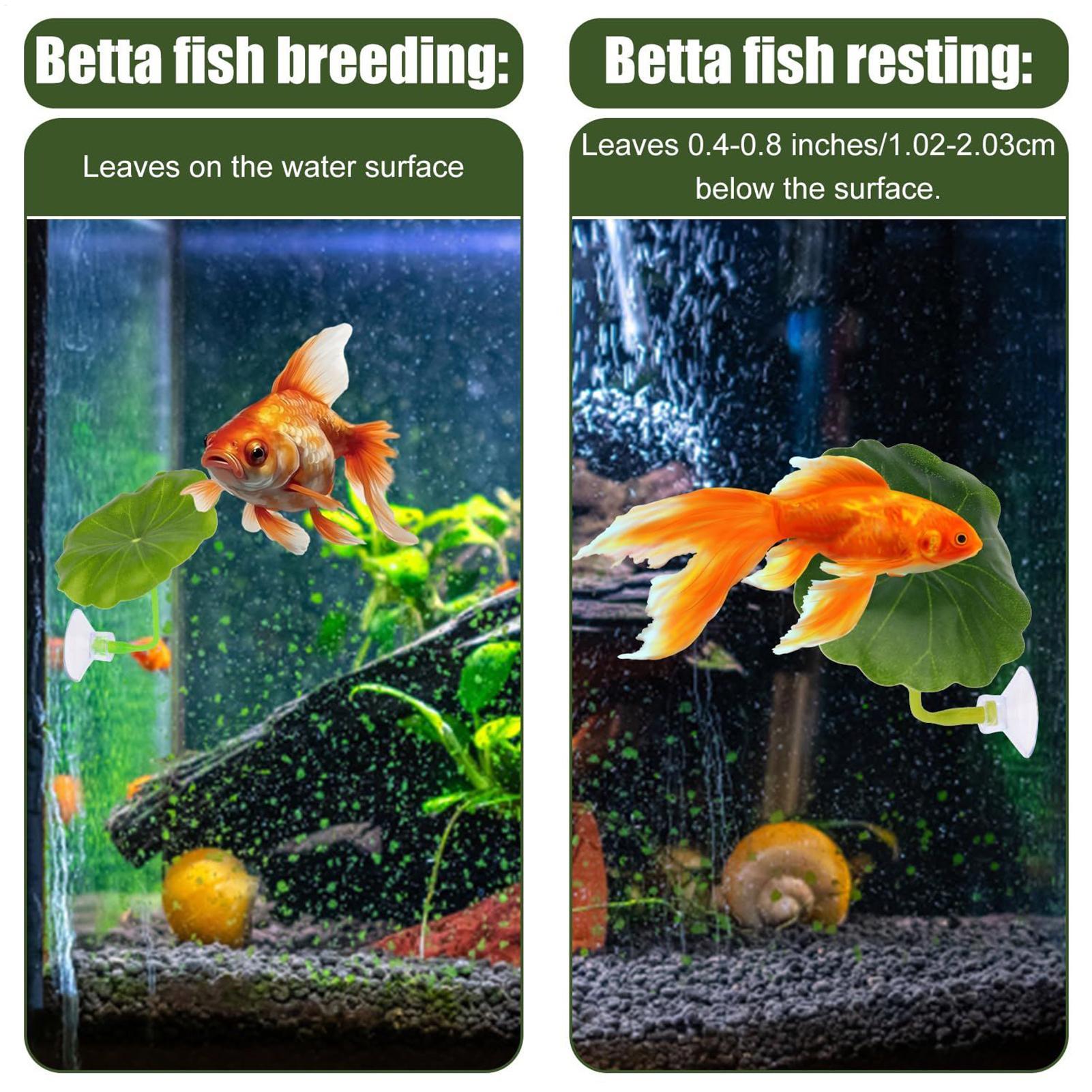 Betta-Fisch-Hängematte, 5-teil – Fish Toys For Aquarium Bewertung und Preis