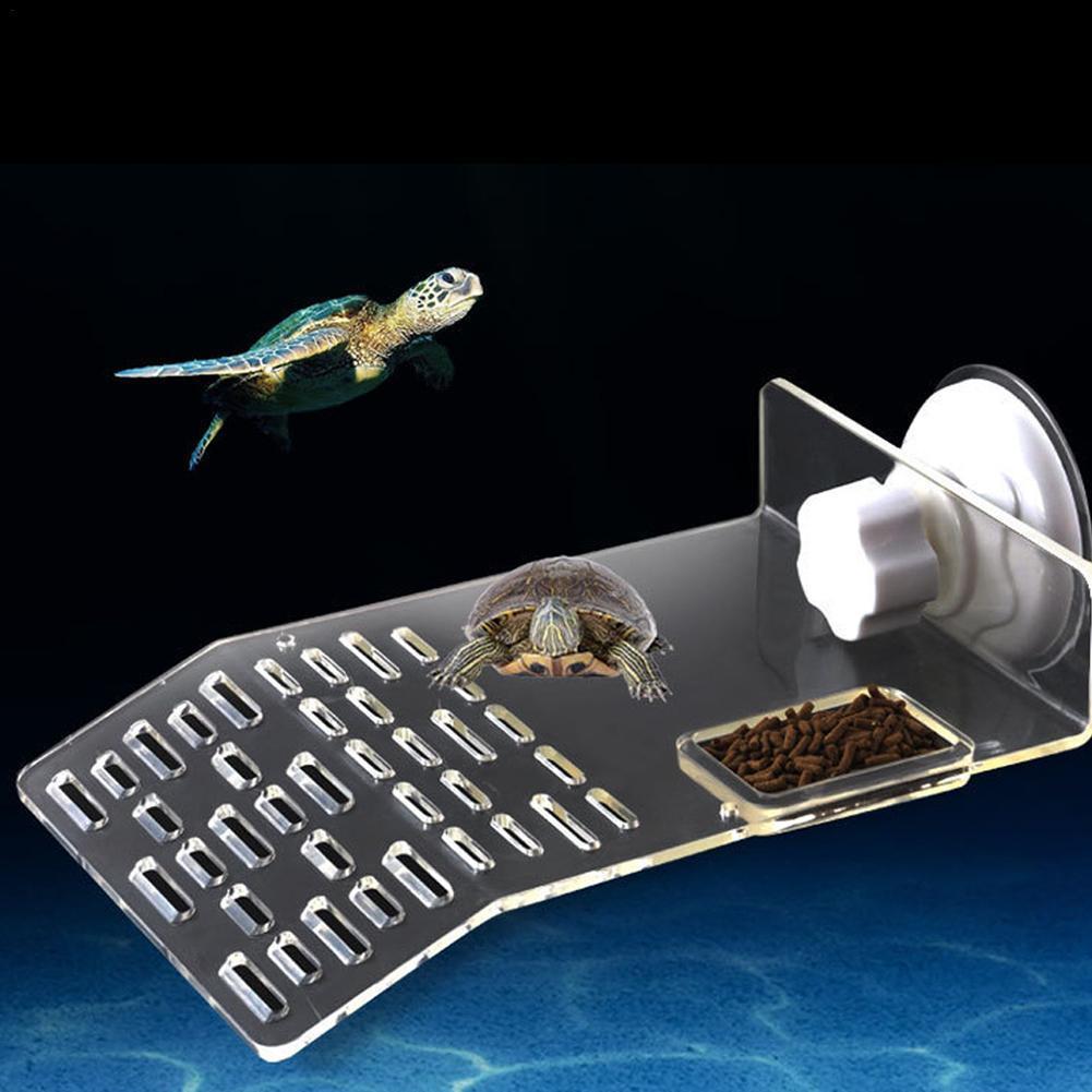 Schildkröte Pier Dock Aalen Pl – Aquarium Fishland Bewertung und Preis