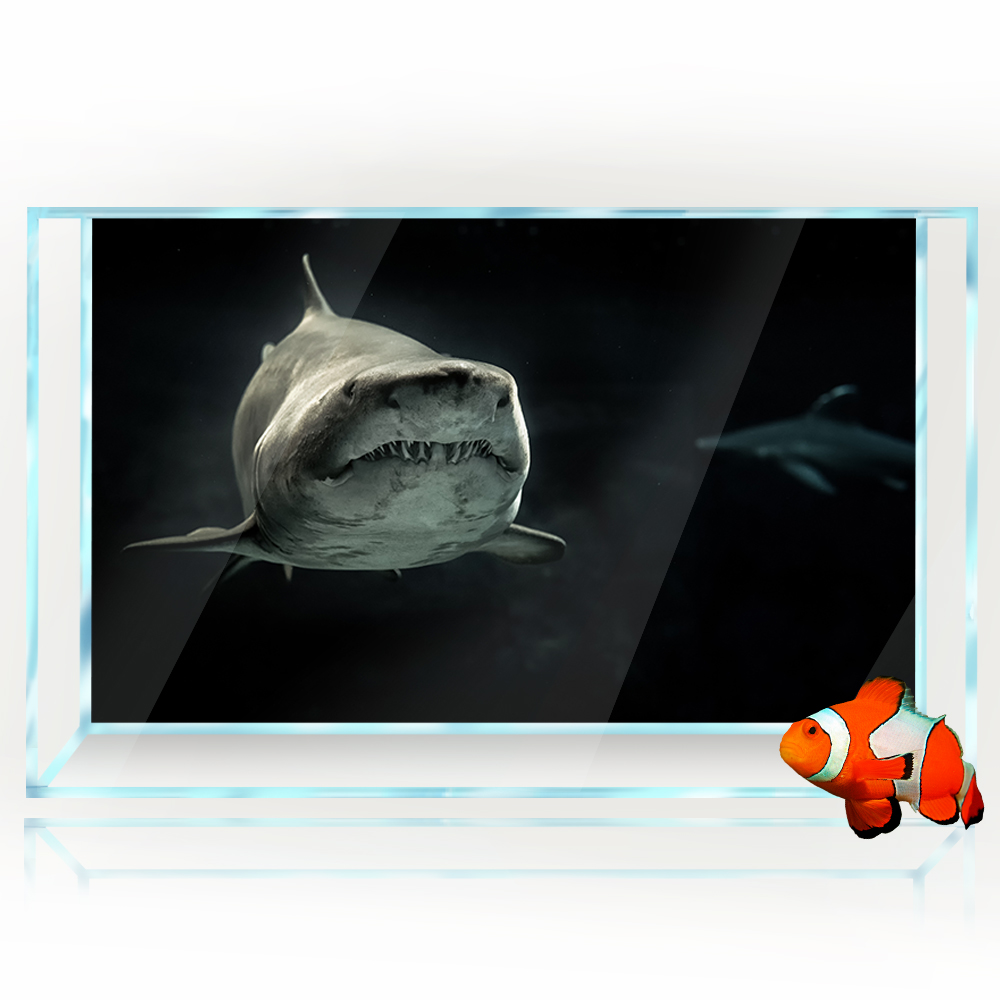 Aquarium Hintergrund 3D Shark  – Aquarium Fish Wallpaper Hd Bewertung und Preis
